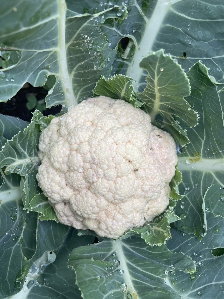 Picture of a large cauliflower head with lots of leaves growing in the garden illustrating the link between coaching and gardening.