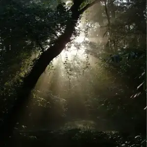 Picture of the sun streaming through the woods, highlighting the benefits of coaching in unconventional settings.